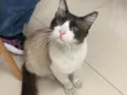 Tobias