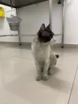 Tobias