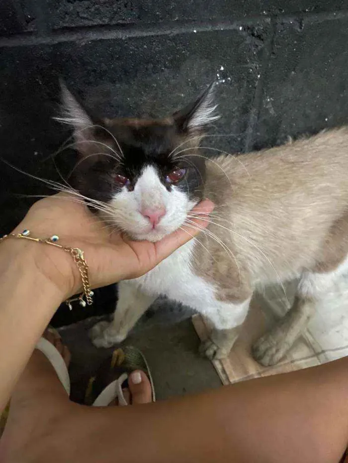 Gato ra a SRD idade 2 anos nome Tobias