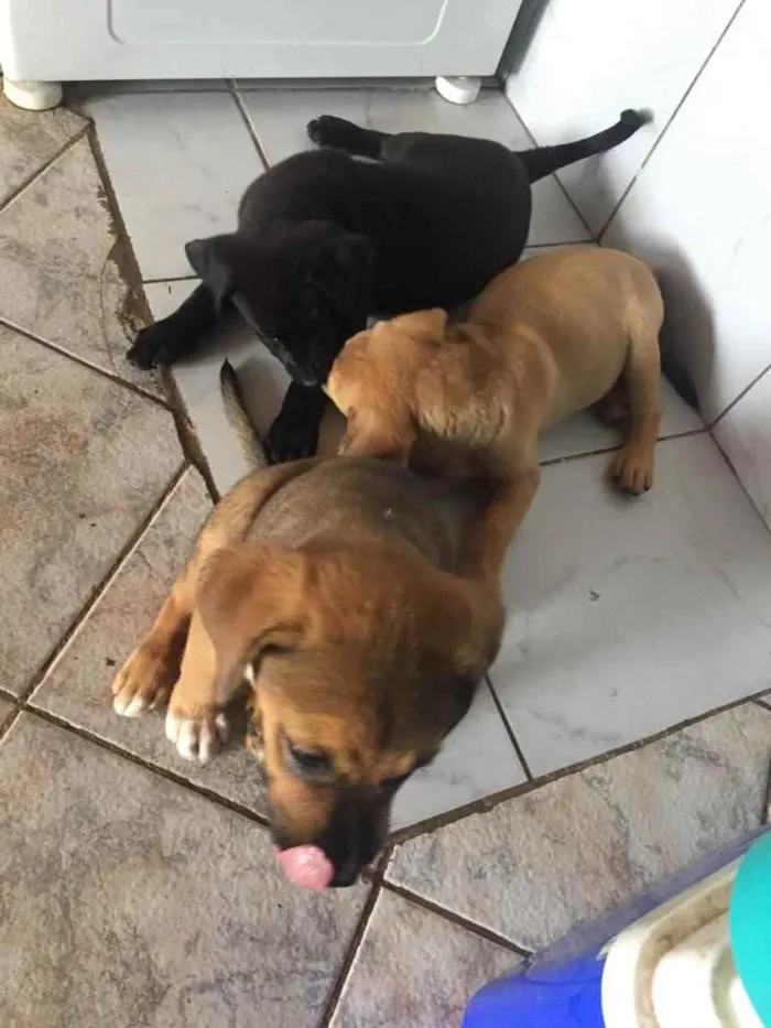 Cachorro ra a Sem raça  idade 2 a 6 meses nome Sem nome 