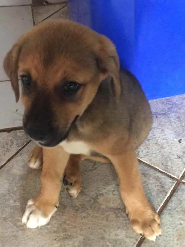 Cachorro ra a Sem raça  idade 2 a 6 meses nome Sem nome 