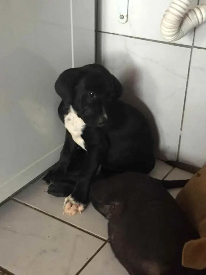 Cachorro ra a Sem raça  idade 2 a 6 meses nome Sem nome 