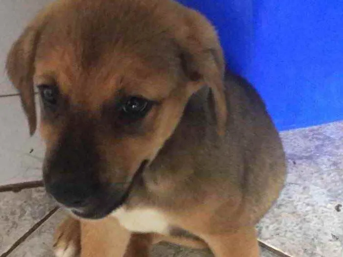 Cachorro ra a Sem raça  idade 2 a 6 meses nome Sem nome 