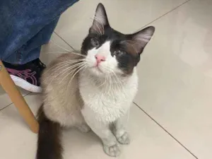 Gato raça SRD idade 2 anos nome Tobias