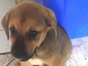 Cachorro raça Sem raça  idade 2 a 6 meses nome Sem nome 