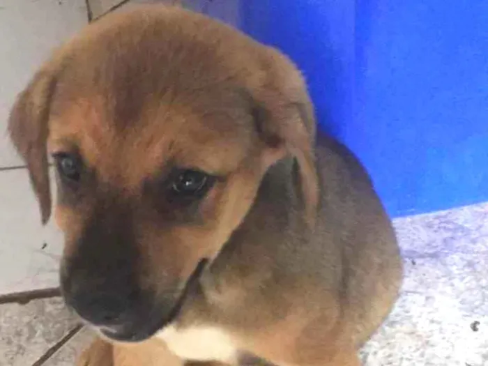 Cachorro ra a Sem raça  idade 2 a 6 meses nome Sem nome 