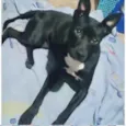 Cachorro raça Srd idade 1 ano nome Alina Linda urgente 