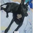Cachorro raça Srd idade 1 ano nome Alina Linda urgente 