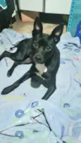 Cachorro raça Srd idade 1 ano nome Alina Linda urgente 