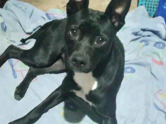 Cachorro raça Srd idade 1 ano nome Alina Linda urgente 