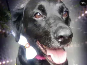 Cachorro raça Labrador mix srd  idade 1 ano nome Luna Labrador mix 