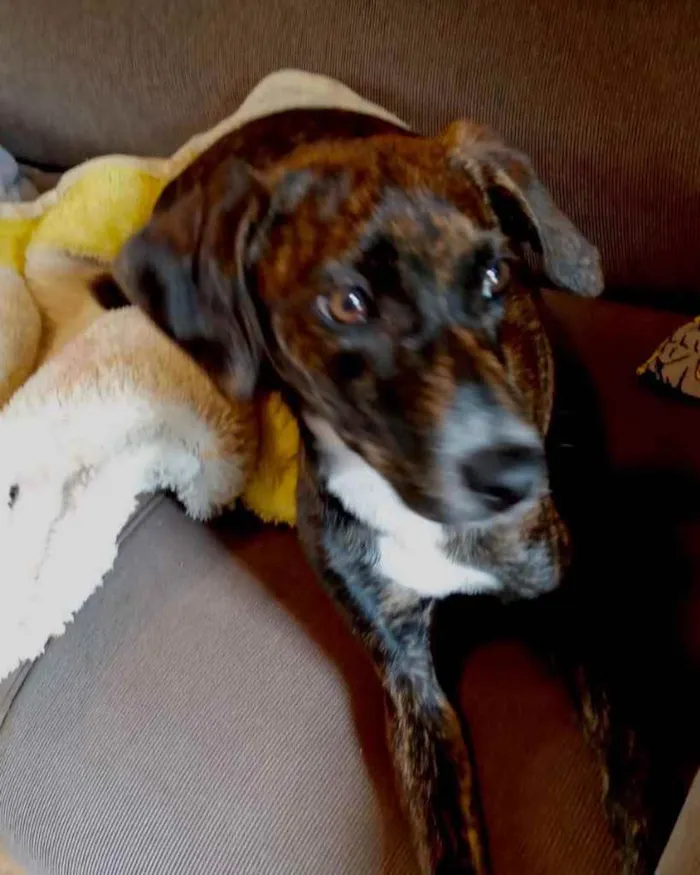 Cachorro raça Pinscher mix srd  idade 7 a 11 meses nome Molly Linda bb8meses