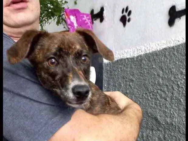 Cachorro raça Pinscher mix srd  idade 7 a 11 meses nome Molly Linda bb8meses