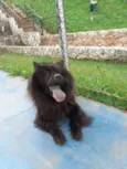 Cachorro raça Chow Chow idade 5 anos nome Bellinha 