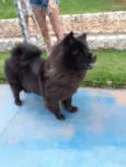 Cachorro raça Chow Chow idade 5 anos nome Bellinha 