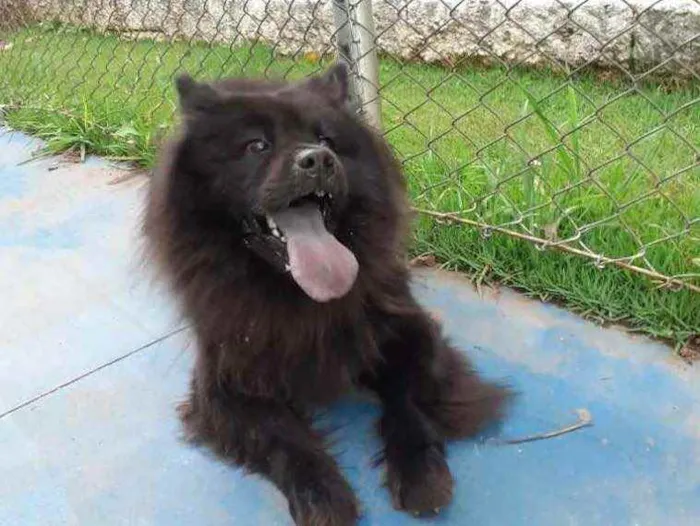 Cachorro raça Chow Chow idade 5 anos nome Bellinha 