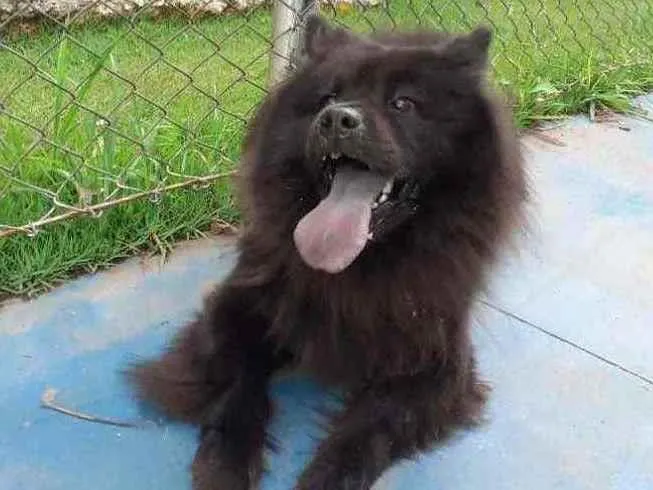 Cachorro raça Chow Chow idade 5 anos nome Bellinha 