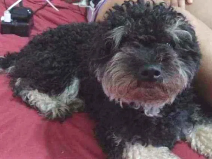 Cachorro raça Shitzu idade 2 anos nome Billy