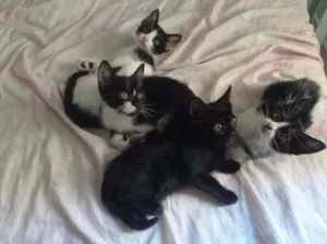 Gato raça Srd idade Abaixo de 2 meses nome ..