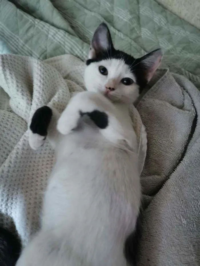 Gato raça Sem Raça Definida idade 2 a 6 meses nome MEIGA CASTRADA