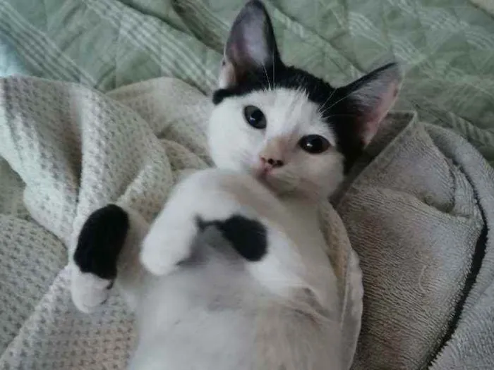 Gato raça Sem Raça Definida idade 2 a 6 meses nome MEIGA CASTRADA