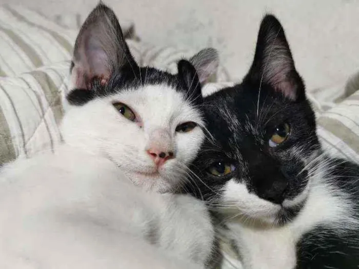 Gato raça Sem Raça Definida idade 2 a 6 meses nome MEIGA CASTRADA