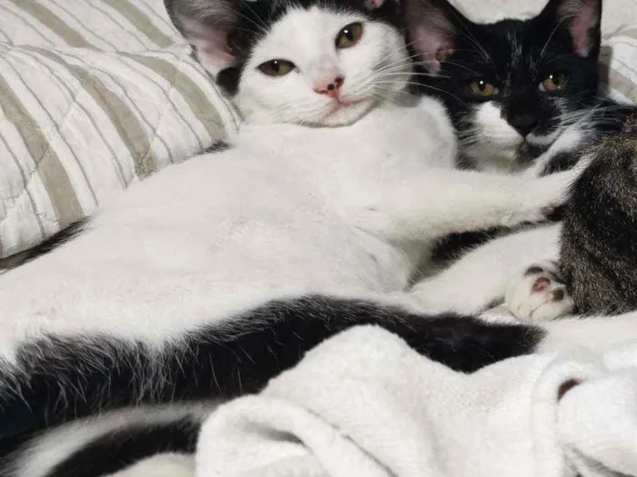 Gato raça Sem Raça Definida idade 2 a 6 meses nome TIQUINHO Castrado