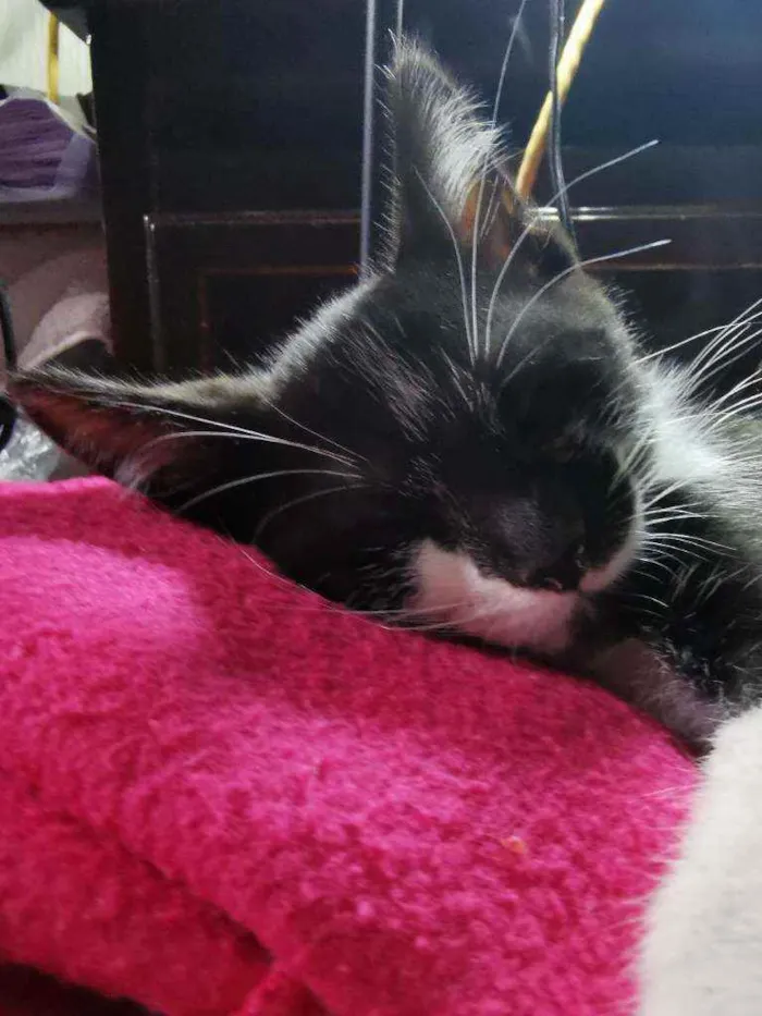 Gato raça Sem Raça Definida idade 2 a 6 meses nome TIQUINHO Castrado