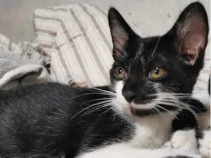 Gato raça Sem Raça Definida idade 2 a 6 meses nome TIQUINHO Castrado