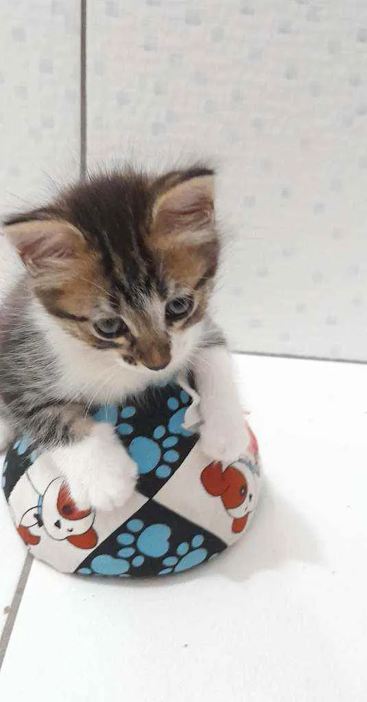 Gato ra a Srd idade  nome Flora