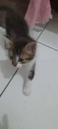 Flora