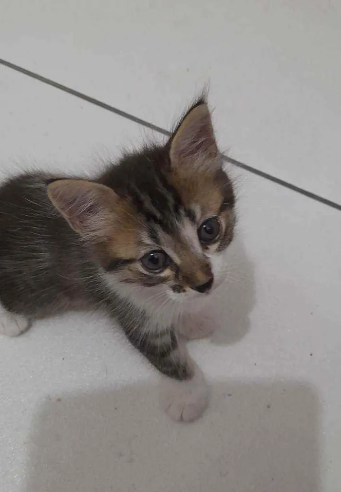 Gato ra a Srd idade  nome Flora