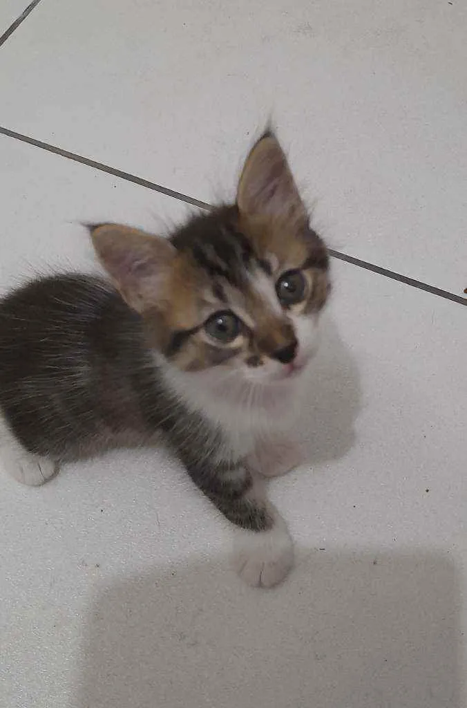 Gato ra a Srd idade  nome Flora
