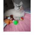 Gato raça Angora idade 7 a 11 meses nome JULIA CastradaAngora