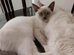 Gato raça Sem Raça Definida idade 2 a 6 meses nome BETINHA