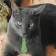 Tom 