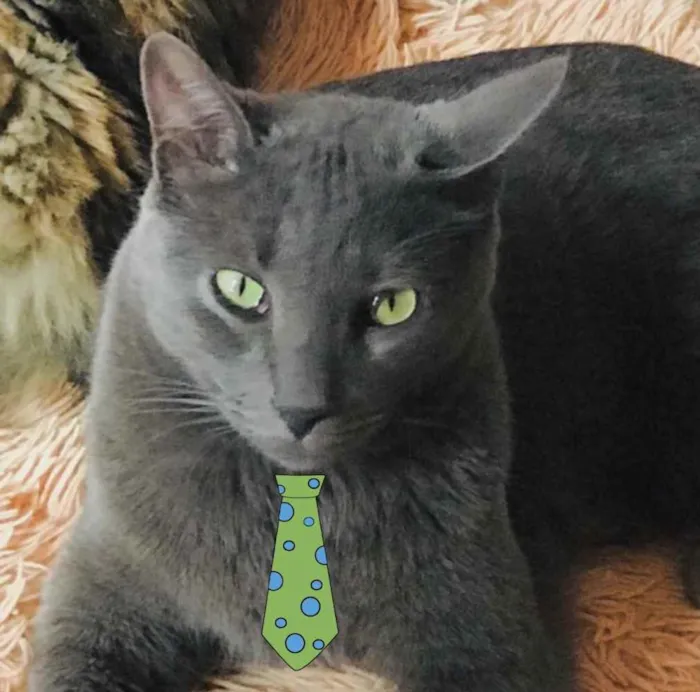 Gato ra a Mestiço  idade 7 a 11 meses nome Tom 