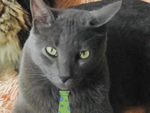 Gato raça Mestiço  idade 7 a 11 meses nome Tom 