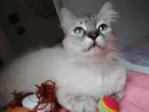 Gato raça Angora idade 7 a 11 meses nome JULIA CastradaAngora