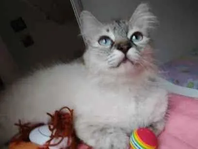 Gato raça Angora idade 7 a 11 meses nome JULIA CastradaAngora