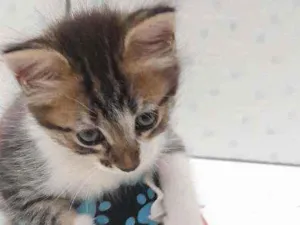 Gato raça Srd idade  nome Flora