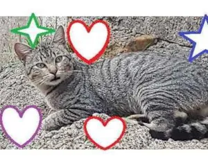 Gato raça Sem Raça Definida idade 2 a 6 meses nome TIGRE Cinza