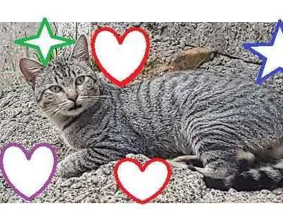 Gato raça Sem Raça Definida idade 2 a 6 meses nome TIGRE Cinza