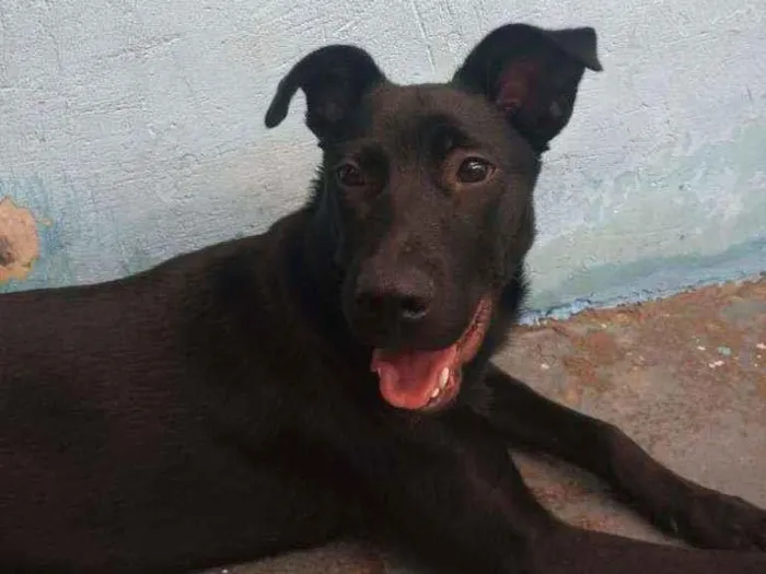 Cachorro ra a Labrador com vira-lata idade 2 a 6 meses nome Sky