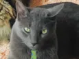 Tom 