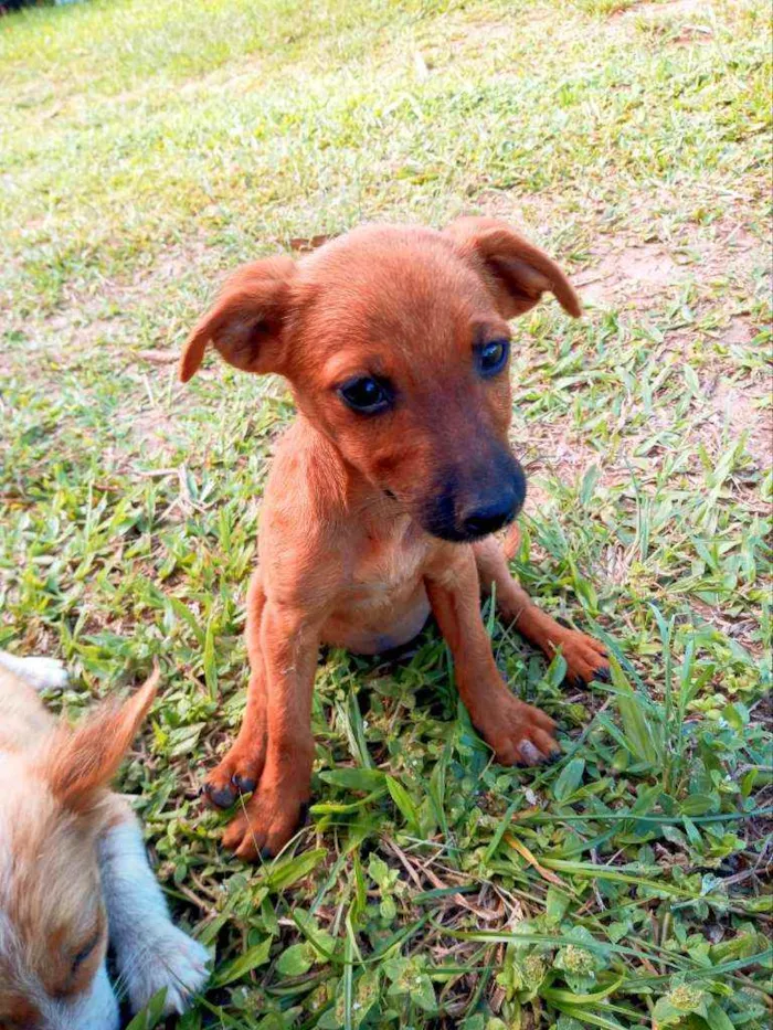 Cachorro ra a Não sei a raça  idade 2 a 6 meses nome Sem nomes 