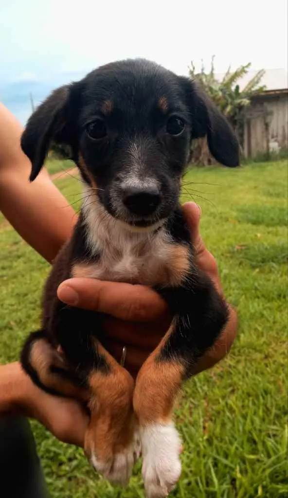 Cachorro ra a Não sei a raça  idade 2 a 6 meses nome Sem nomes 