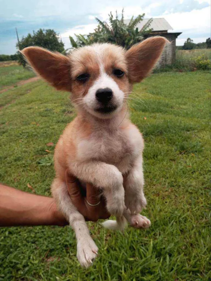 Cachorro ra a Não sei a raça  idade 2 a 6 meses nome Sem nomes 