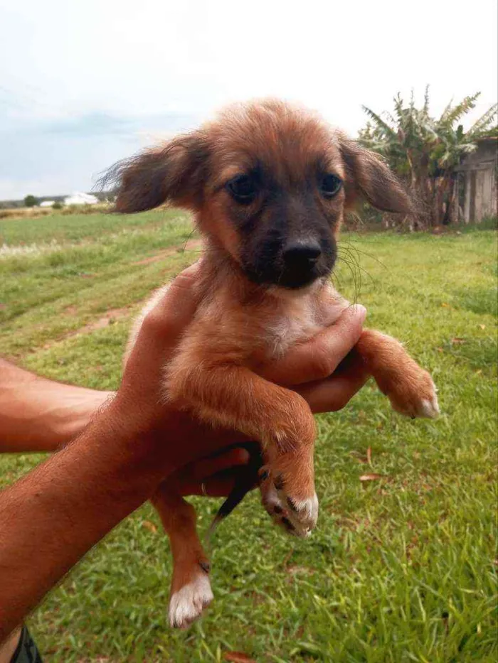 Cachorro ra a Não sei a raça  idade 2 a 6 meses nome Sem nomes 