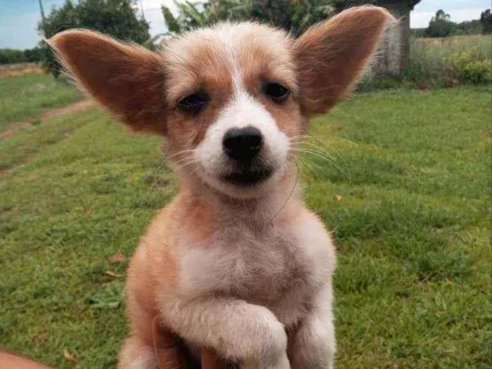 Cachorro ra a Não sei a raça  idade 2 a 6 meses nome Sem nomes 